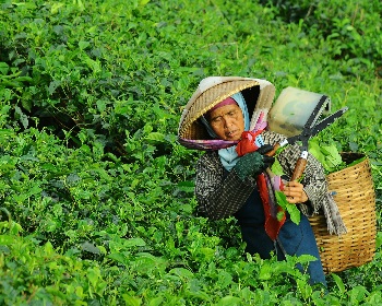 Tea Export Industry software 
